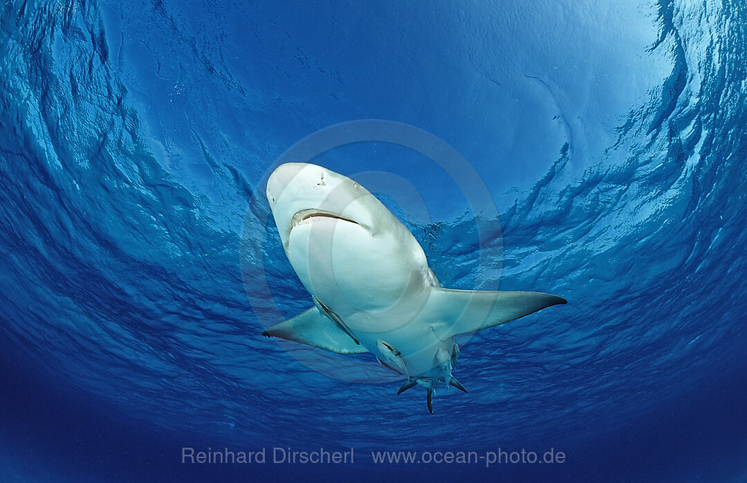 Lemon Shark, Negaprion brevirostris, Grand Bahama Island, Atlantic Ocean, Bahamas