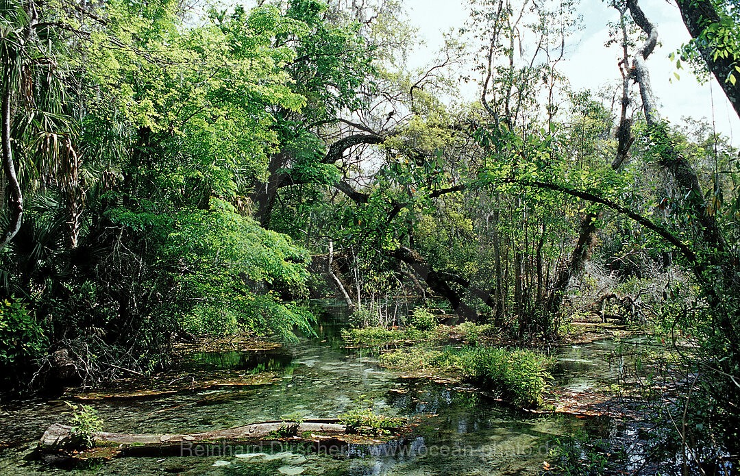 Rainbow River Headspring, Florida, FL, USA