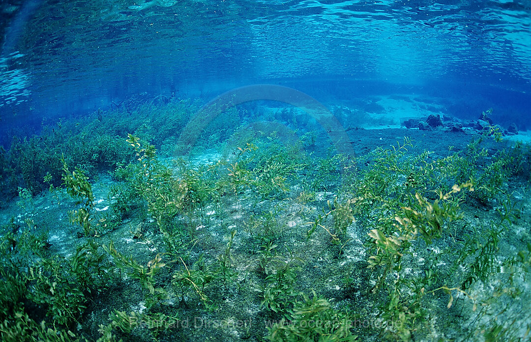 Rainbow River Quelle