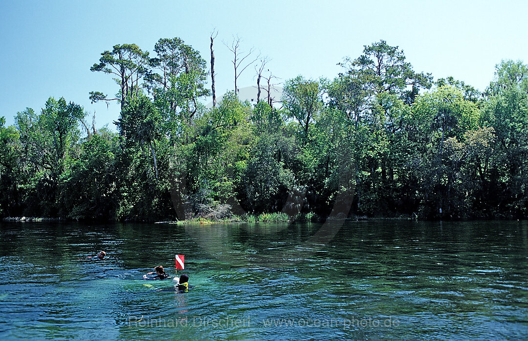 Taucher im Rainbow River, Florida, FL, USA