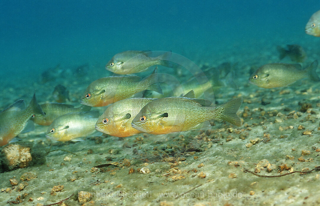 Rotbrust-Sonnenbarsch, Lepomis auritus, Florida, FL, USA