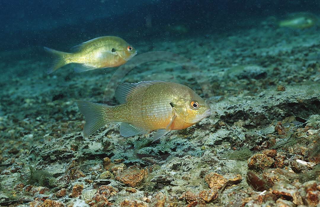 Rotbrust-Sonnenbarsch, Lepomis auritus, Florida, FL, USA