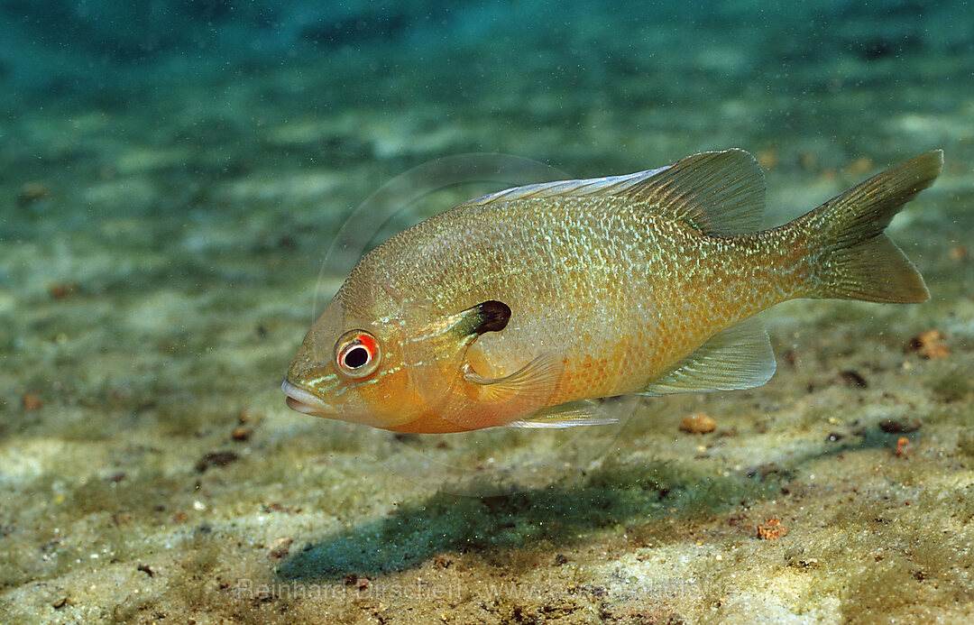 Rotbrust-Sonnenbarsch, Lepomis auritus, Florida, FL, USA