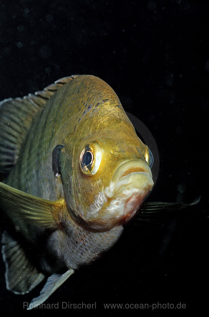 Rotbrust-Sonnenbarsch, Lepomis auritus, Florida, FL, USA