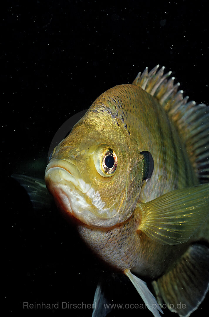 Rotbrust-Sonnenbarsch, Lepomis auritus, Florida, FL, USA