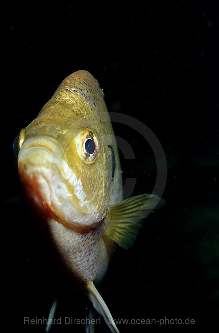 Rotbrust-Sonnenbarsch, Lepomis auritus, Florida, FL, USA