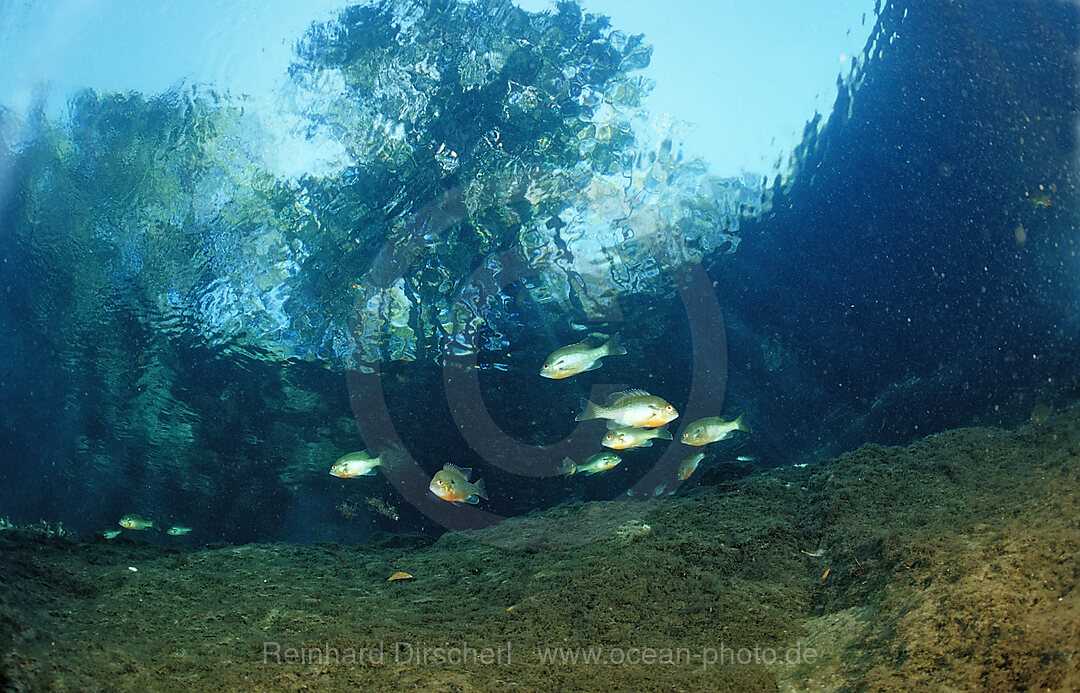 Rotbrust-Sonnenbarsch, Lepomis auritus, Florida, FL, USA