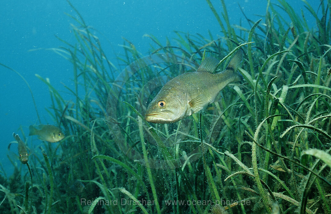 Forellenbarsch, Micropterus salmoides, Florida, FL, USA