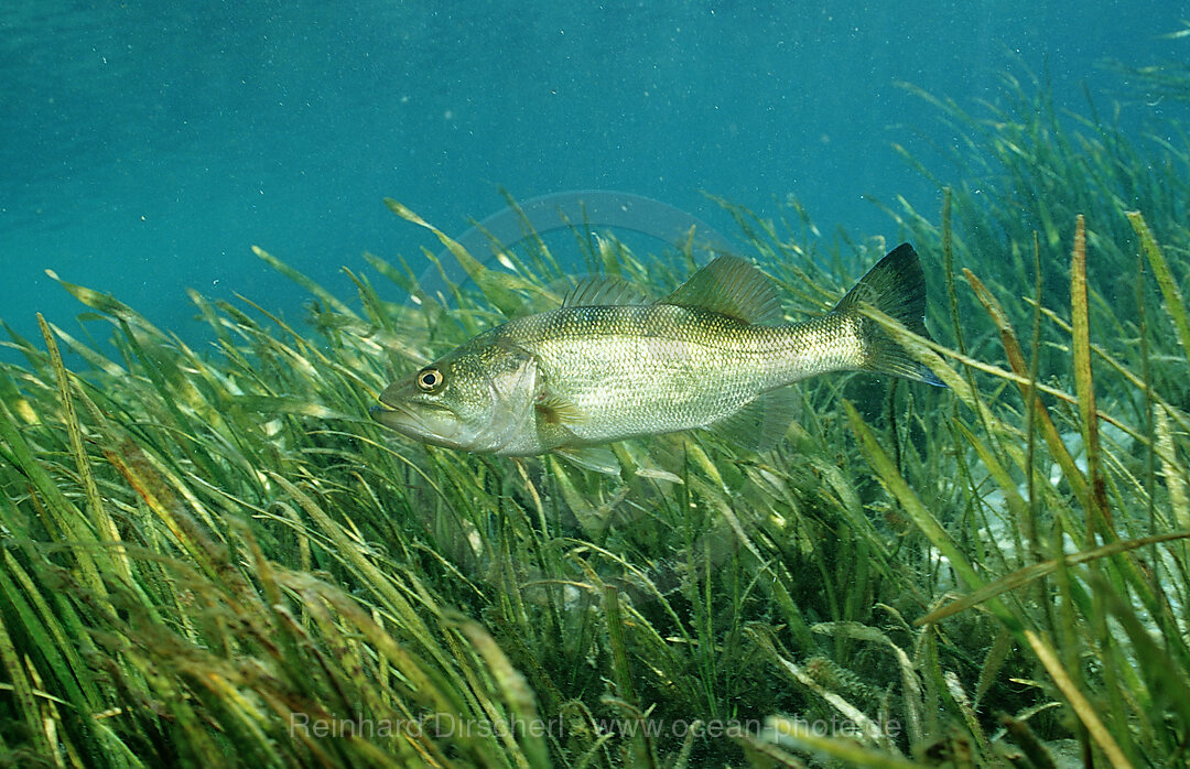 Largemouth bass, Micropterus salmoides, Florida, FL, USA