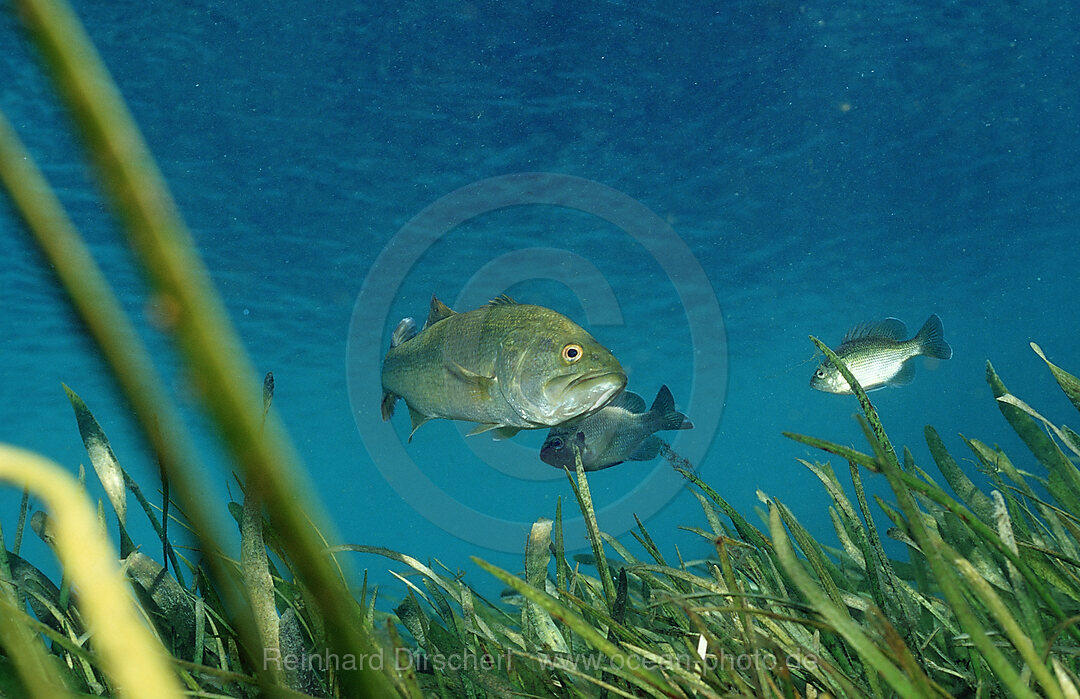 Forellenbarsch, Micropterus salmoides, Florida, FL, USA