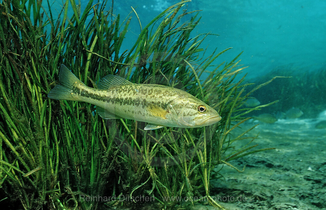 Largemouth bass