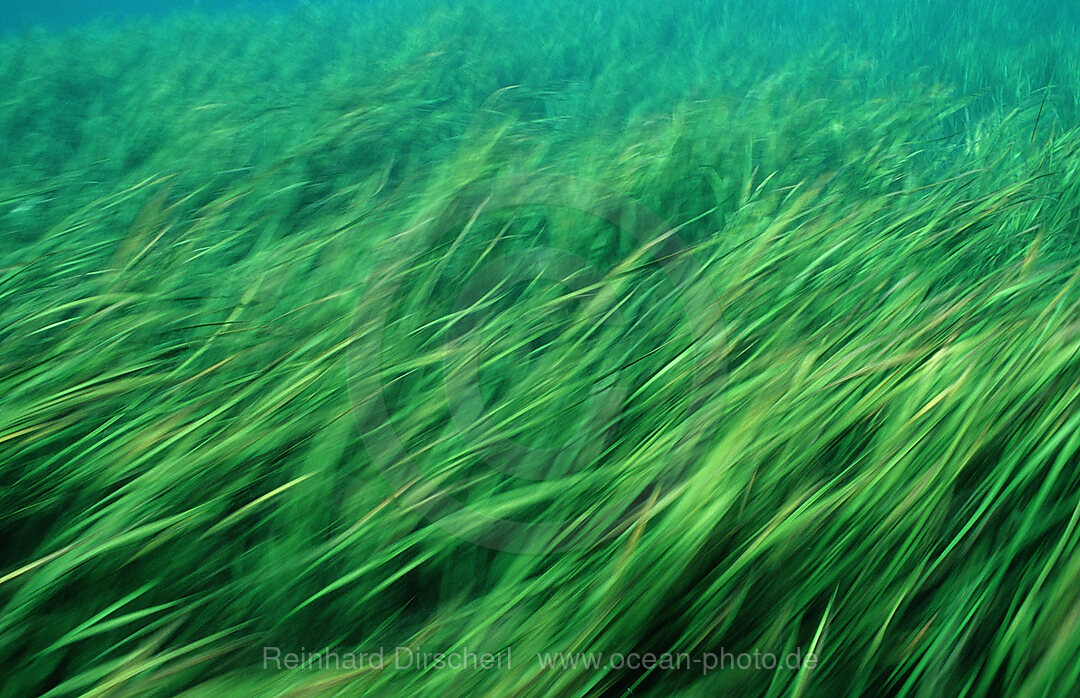 Rainbow River Wasserpflanzen