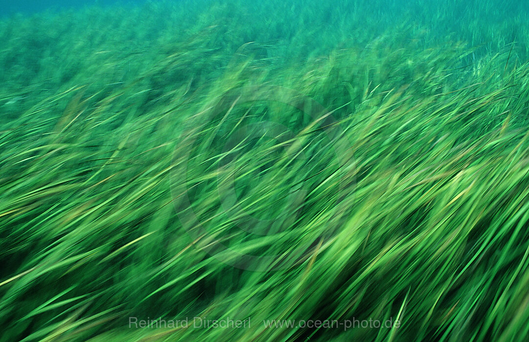 Rainbow River Wasserpflanzen, Florida, FL, USA