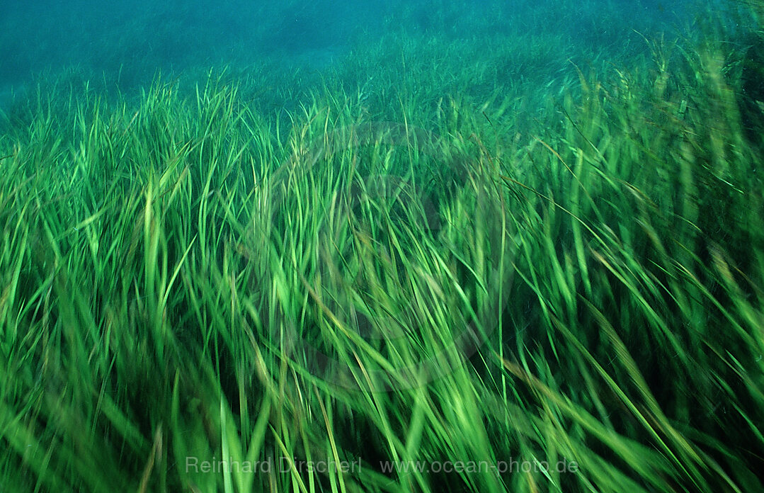 Rainbow River aquatic plants, Florida, FL, USA