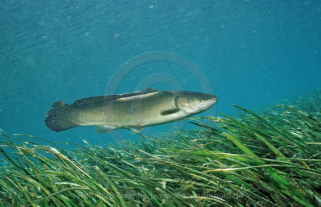Bowfin