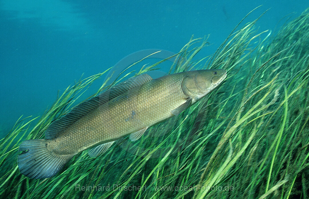 Kahlhecht, Schlammfisch