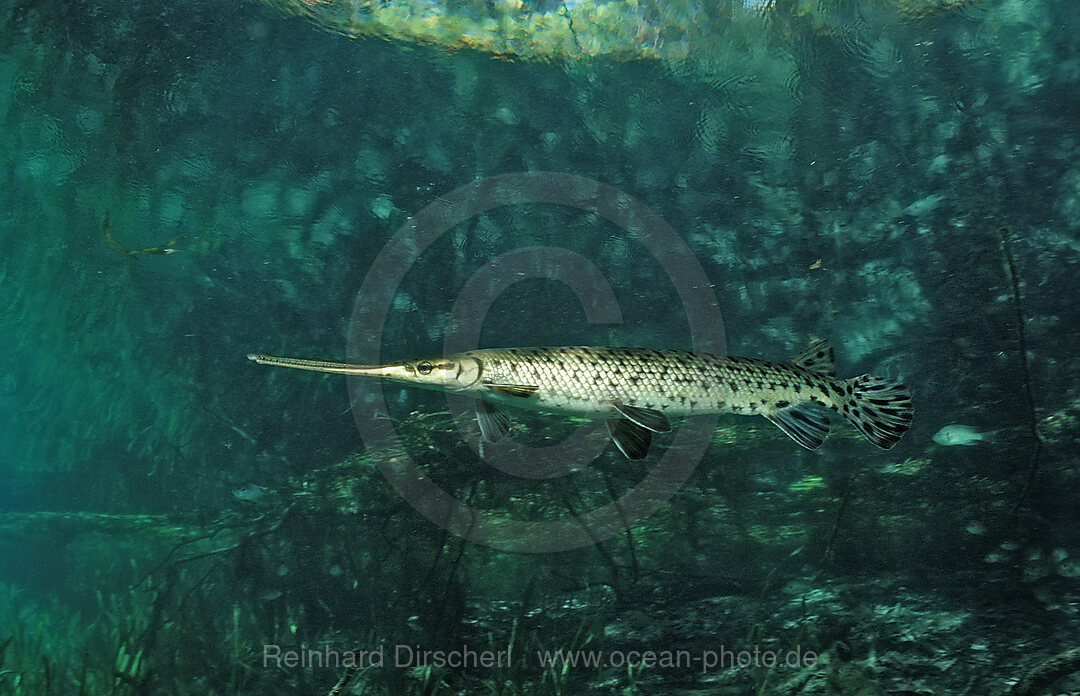 Longnosed gar, Lepisoteus osseus, Florida, FL, USA