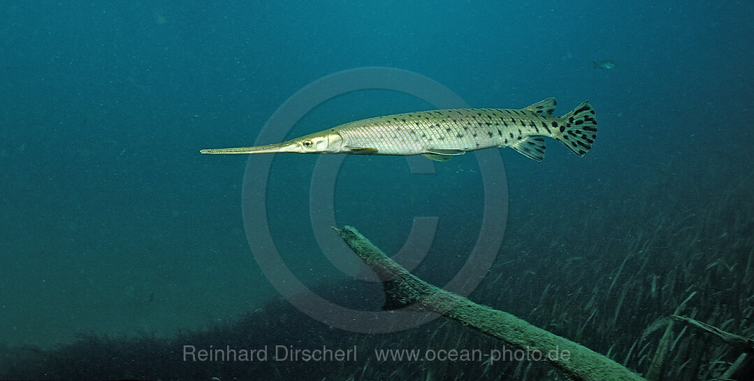 Langnasen-Knochenhecht, Lepisoteus osseus, Florida, FL, USA