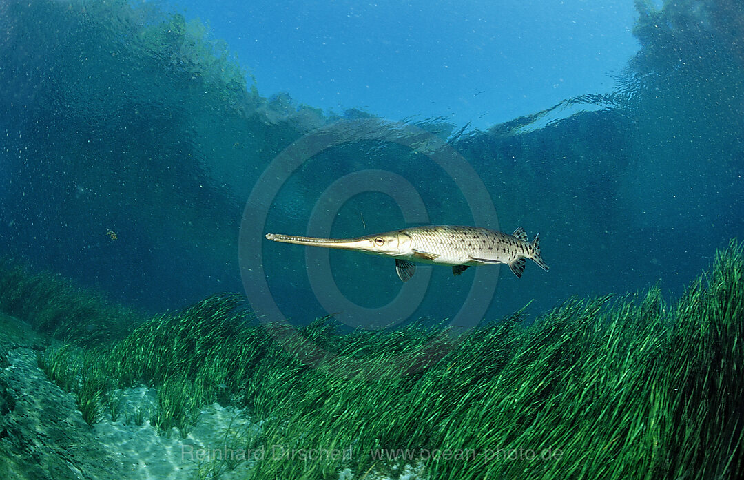 Langnasen-Knochenhecht, Lepisoteus osseus, Florida, FL, USA