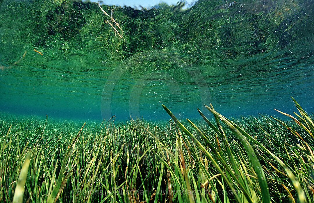 Rainbow River aquatic plants, Florida, FL, USA