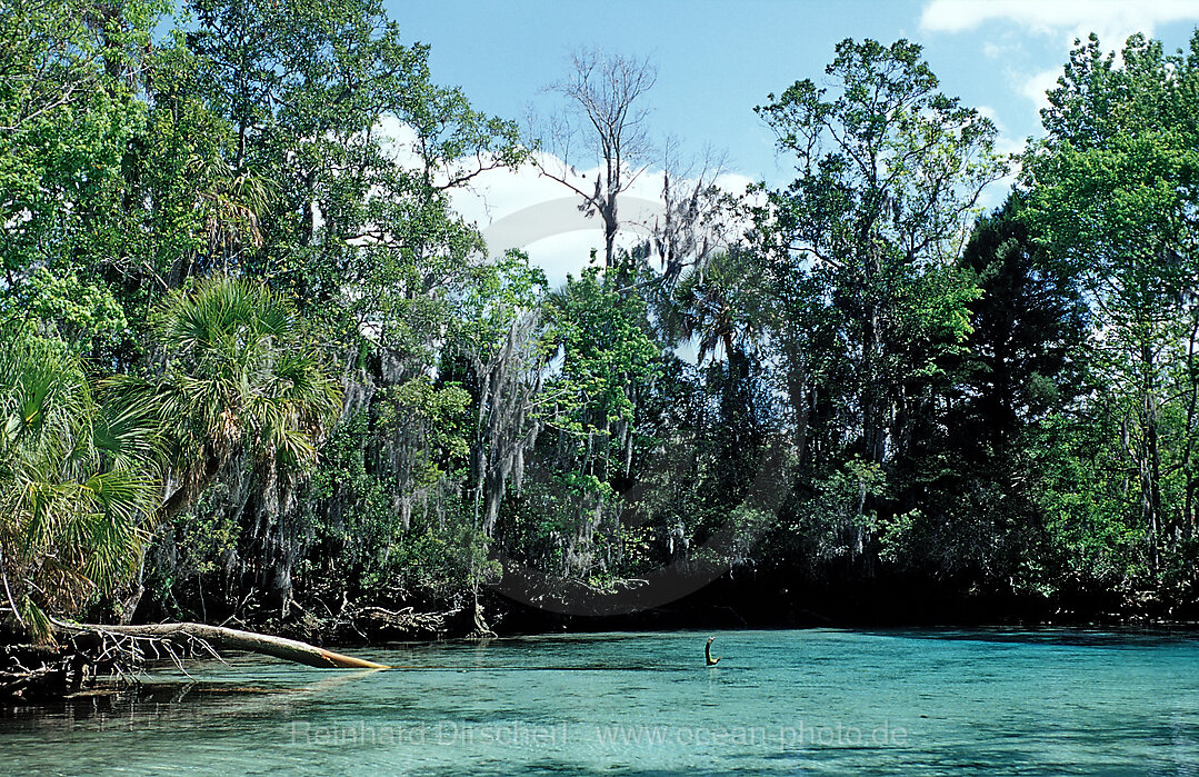 Three Sisters Manatee Schutzgebiet, Florida, FL, Crystal River, USA