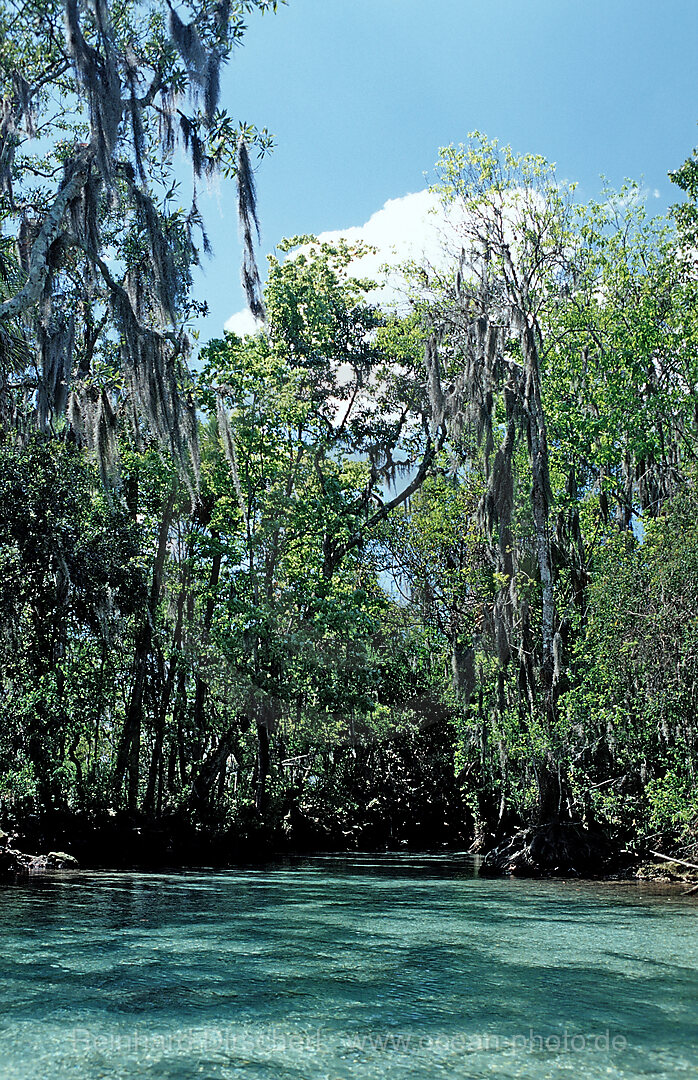 Three Sisters Manatee Sanctuary, Florida, FL, Crystal River, USA