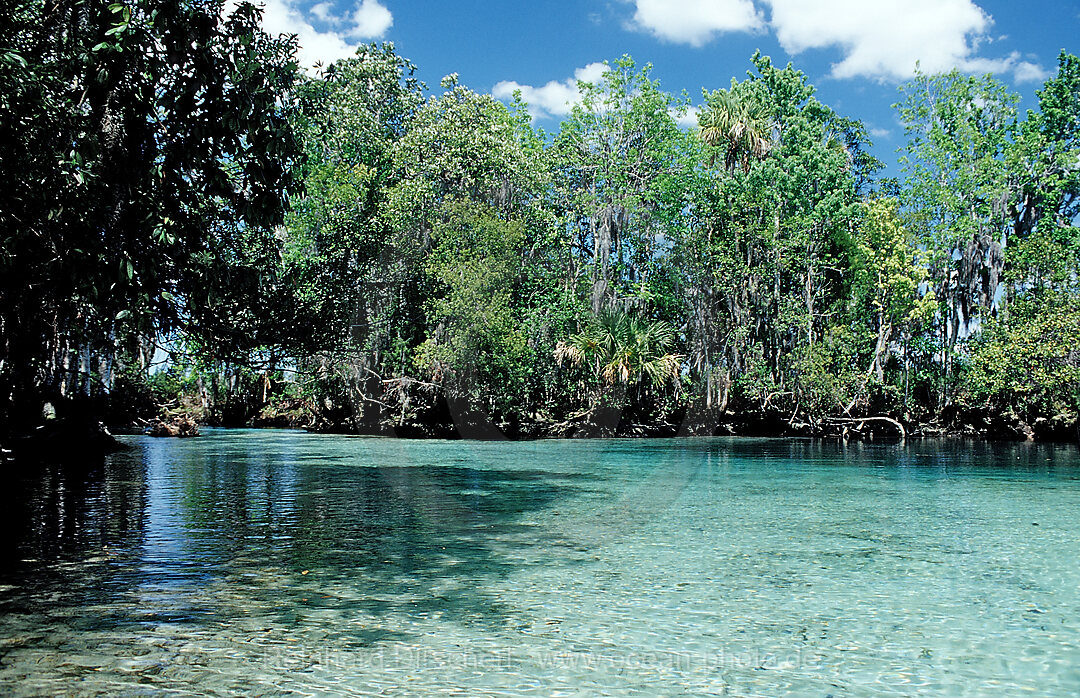 Three Sisters Manatee Schutzgebiet, Florida, FL, Crystal River, USA