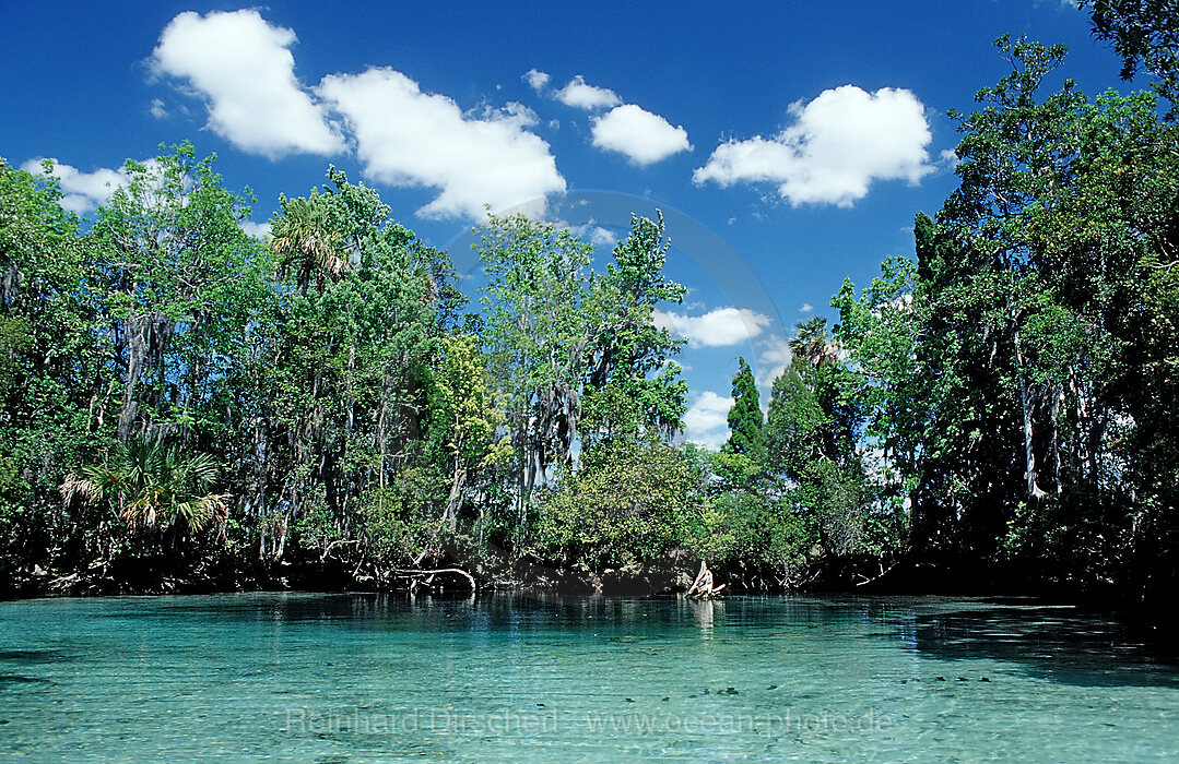 Three Sisters Manatee Schutzgebiet, Florida, FL, Crystal River, USA