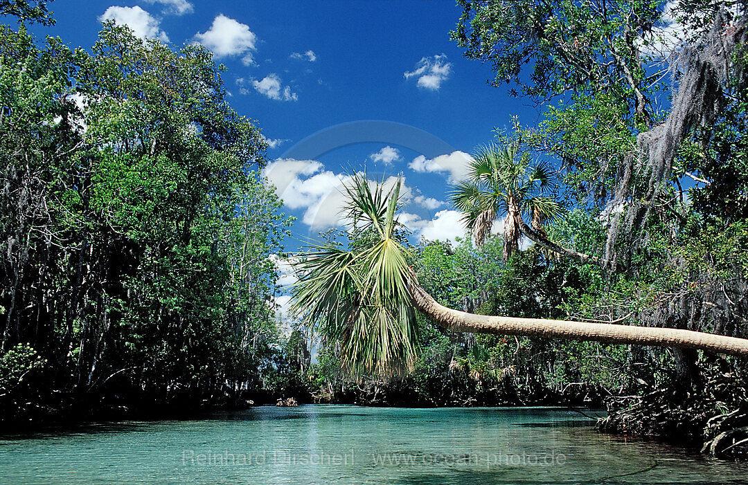 Three Sisters Manatee Schutzgebiet, Florida, FL, Crystal River, USA