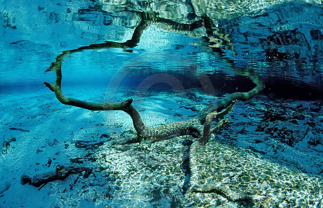 Wasserspiegelung, Florida, FL, Crystal River, USA