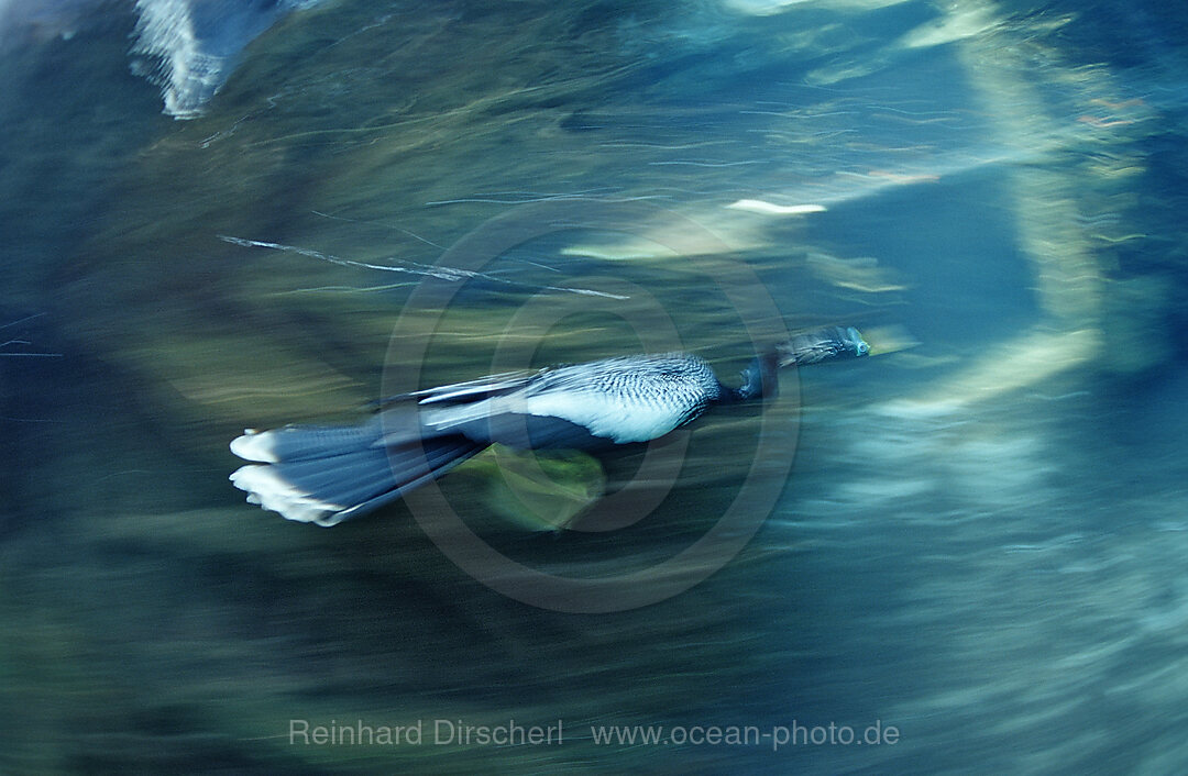 Jagender Kormoran