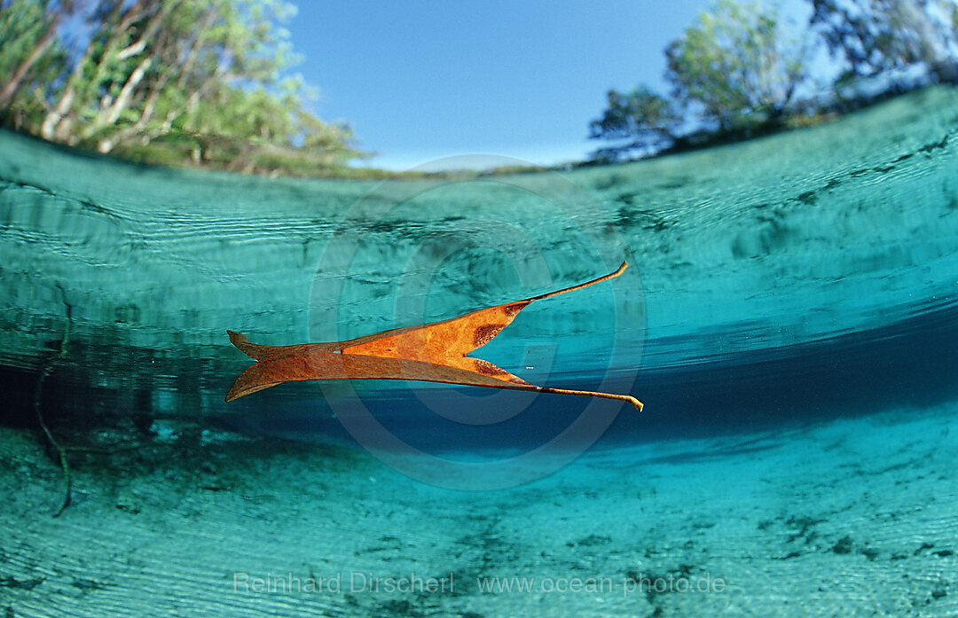 Blattspiegelung an der Wasseroberflaeche, Florida, FL, Crystal River, USA