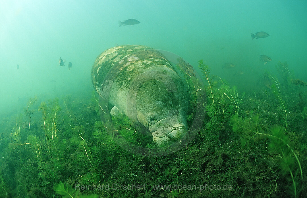 Rundschwanz-Seekuh beim Fressen, Trichechus manatus latirostris, Florida, FL, Everglades, USA