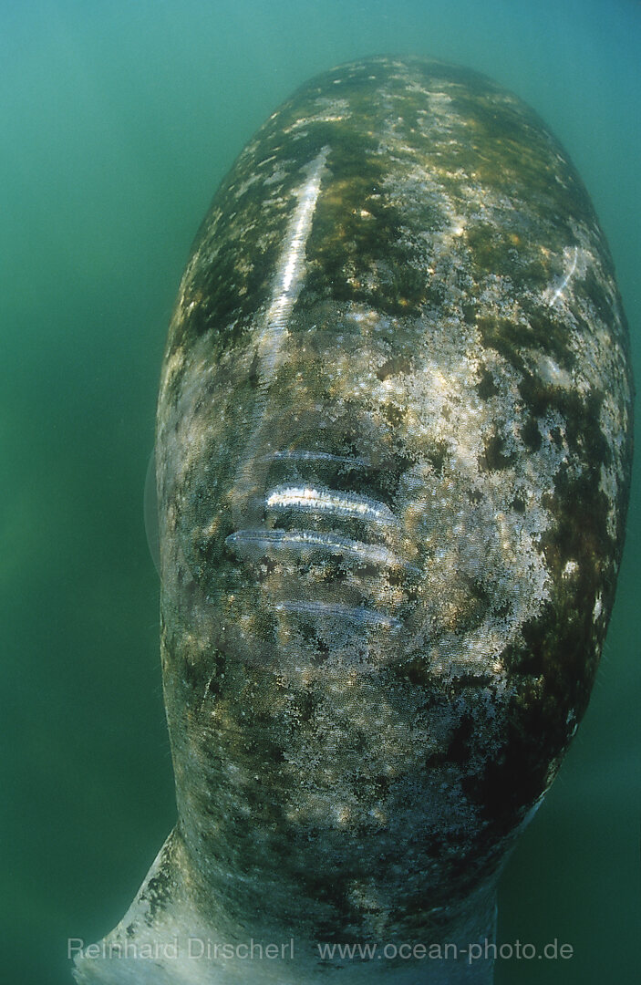 Rundschwanz-Seekuh, Verletzungen durch Schiffsschraube, Trichechus manatus latirostris, Florida, FL, Everglades, USA