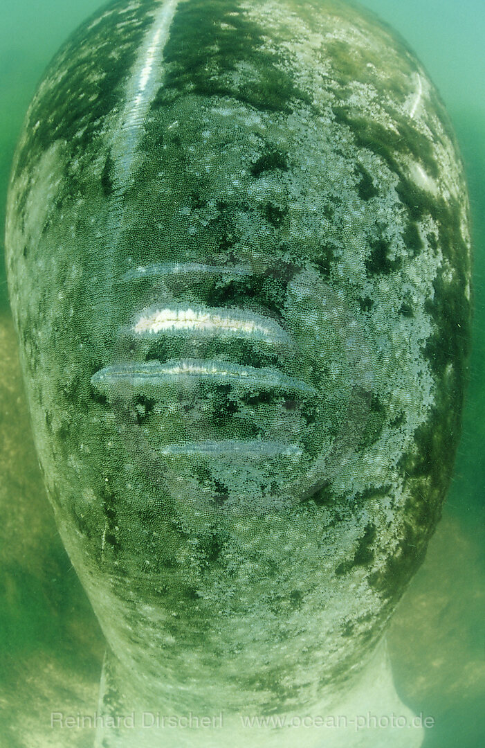 West Indian Manatee, Wounds from boat propeller