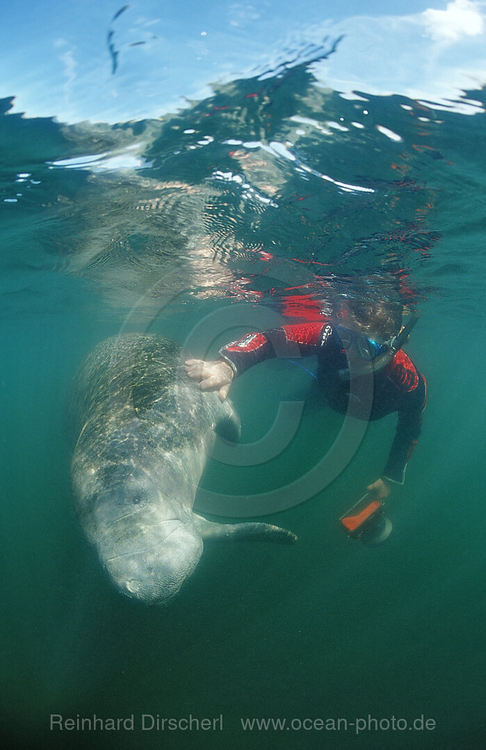 Rundschwanz-Seekuh und Schnorchler, Trichechus manatus latirostris, Florida, FL, Crystal River, USA