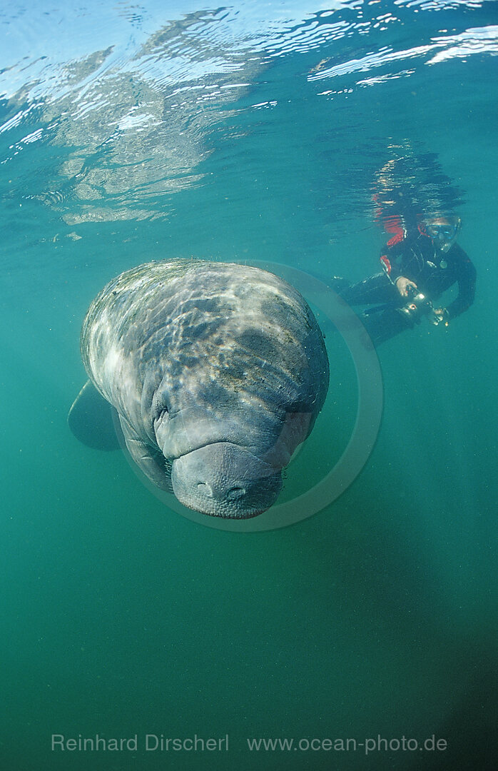 West Indian Manatee and scin diver