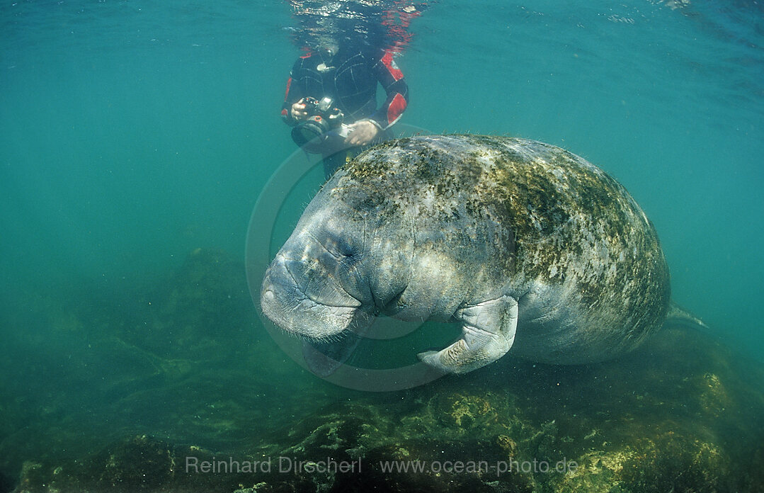 Rundschwanz-Seekuh und Schnorchler, Trichechus manatus latirostris, Florida, FL, Crystal River, USA