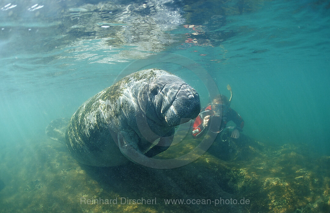 Rundschwanz-Seekuh und Schnorchler, Trichechus manatus latirostris, Florida, FL, Crystal River, USA