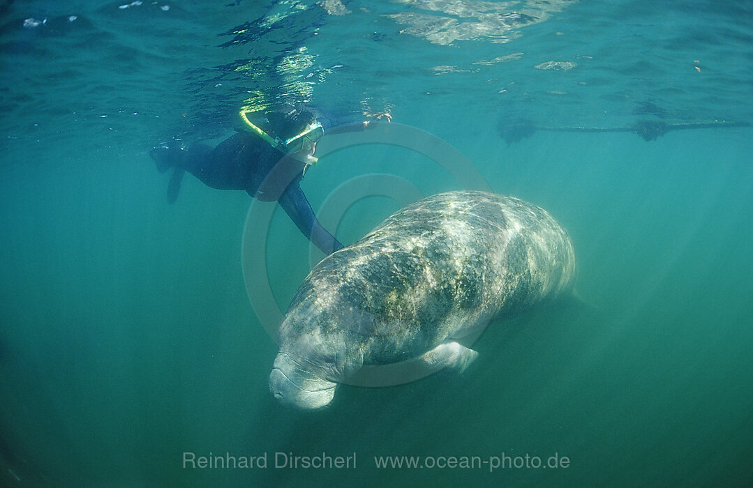 Rundschwanz-Seekuh und Schnorchler, Trichechus manatus latirostris, Florida, FL, Crystal River, USA