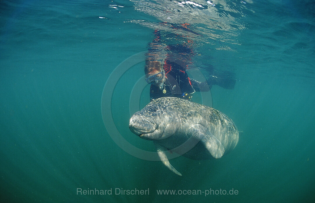 Rundschwanz-Seekuh und Schnorchler, Trichechus manatus latirostris, Florida, FL, Crystal River, USA