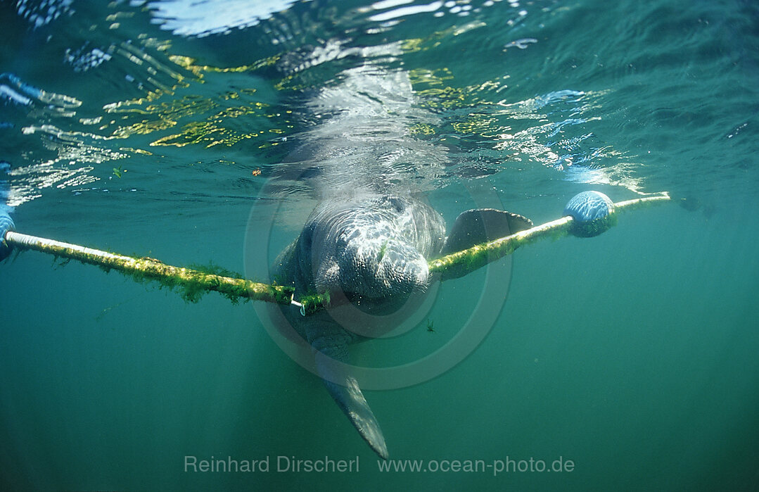 West Indian Manatee nibbles on rope