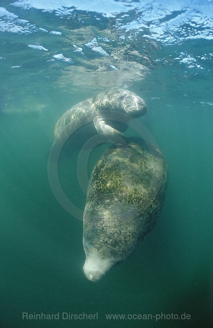 Rundschwanz-Seekuh, Trichechus manatus latirostris, Florida, FL, Everglades, USA