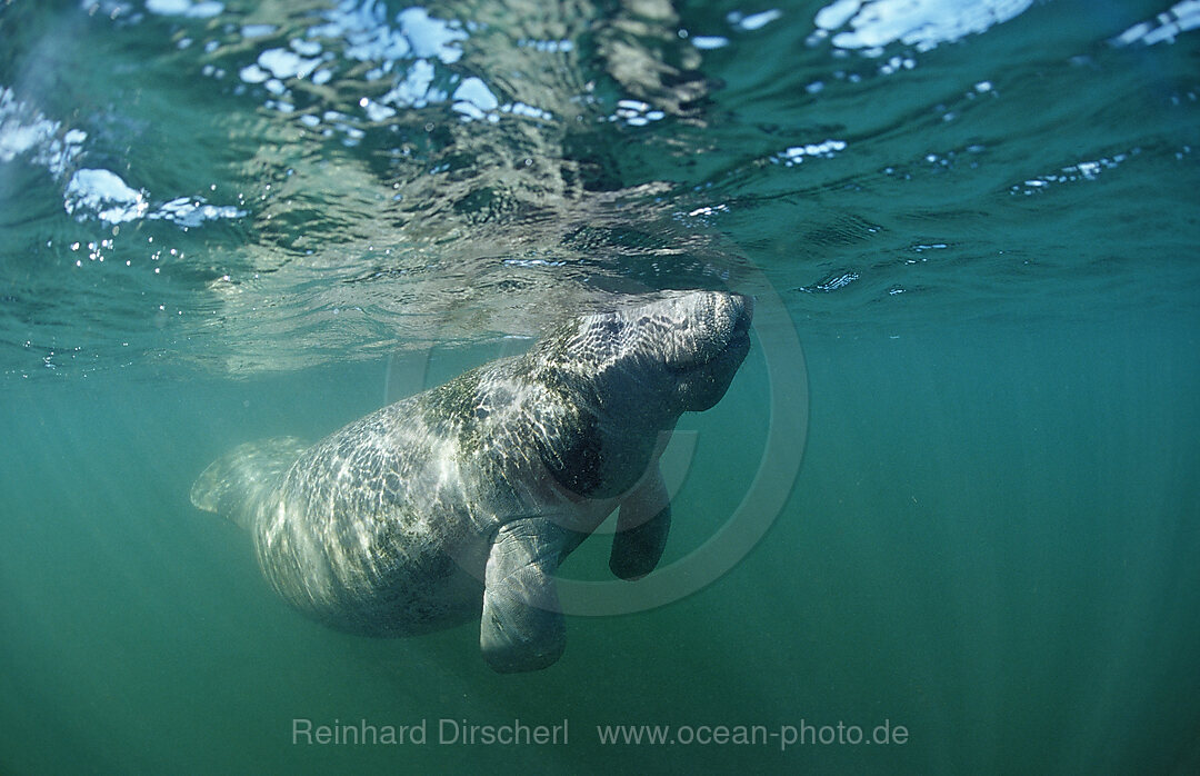 Rundschwanz-Seekuh, Trichechus manatus latirostris, Florida, FL, Everglades, USA