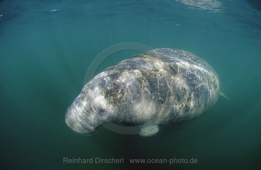 Rundschwanz-Seekuh, Trichechus manatus latirostris, Florida, FL, Everglades, USA