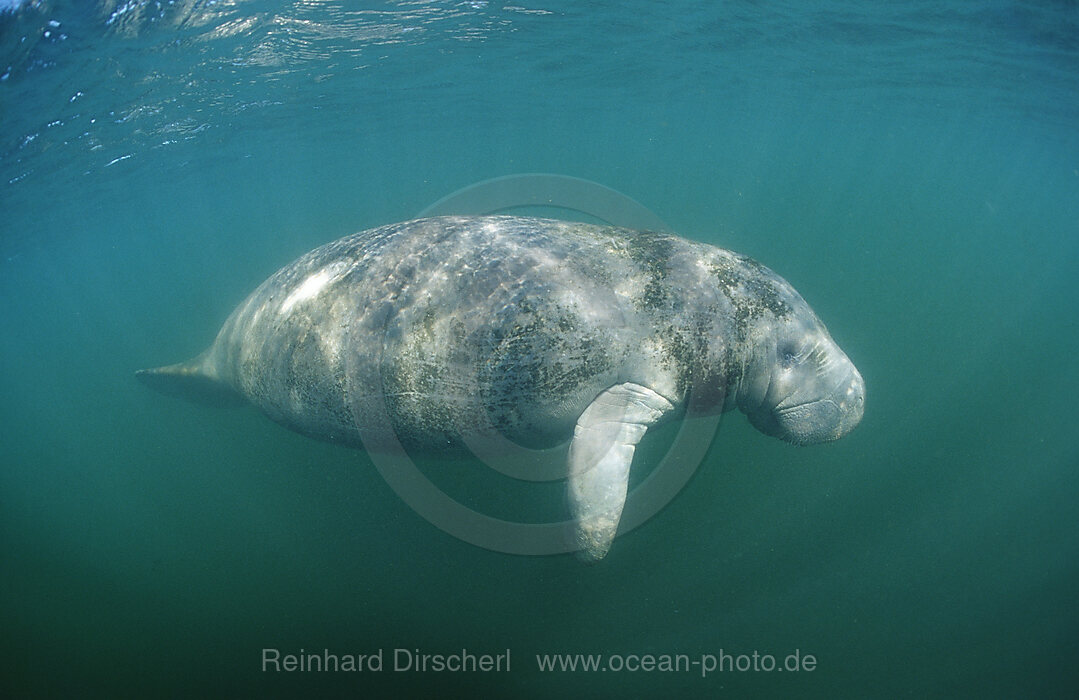 Rundschwanz-Seekuh, Trichechus manatus latirostris, Florida, FL, Everglades, USA