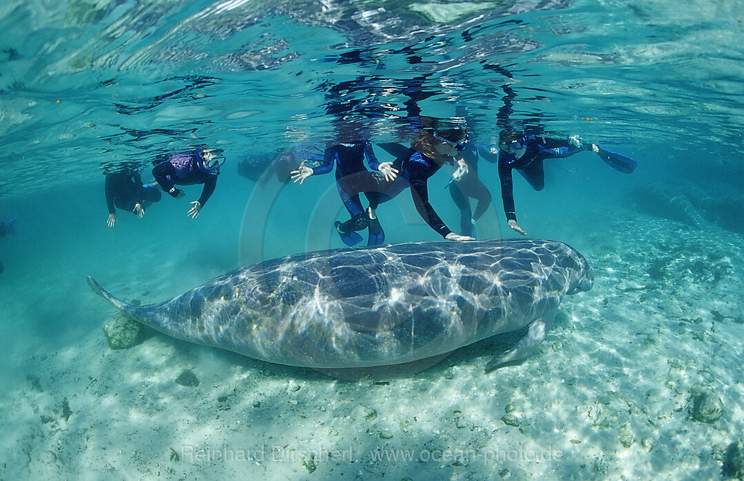 Rundschwanz-Seekuh und Schnorchler, Trichechus manatus latirostris, Florida, FL, Crystal River, USA