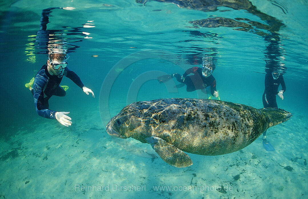 Rundschwanz-Seekuh und Schnorchler, Trichechus manatus latirostris, Florida, FL, Crystal River, USA