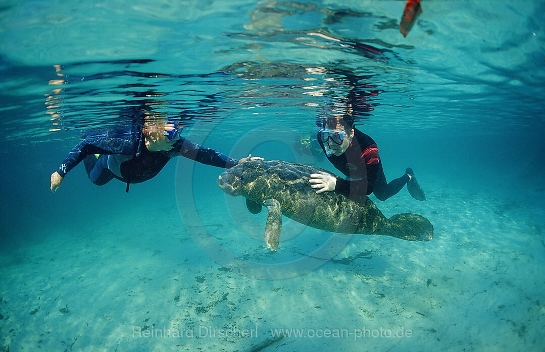 Rundschwanz-Seekuh und Schnorchler, Trichechus manatus latirostris, Florida, FL, Crystal River, USA