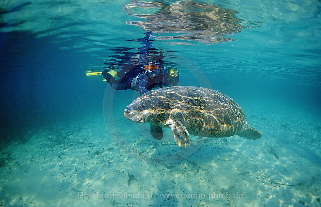 Rundschwanz-Seekuh und Schnorchler, Trichechus manatus latirostris, Florida, FL, Crystal River, USA